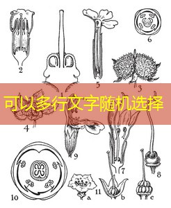 como fazer o rollovers cassino bumbet