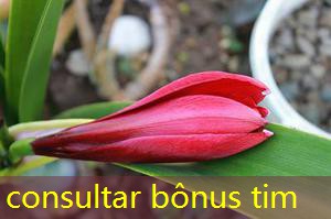 consultar bônus tim consultar bônus tim